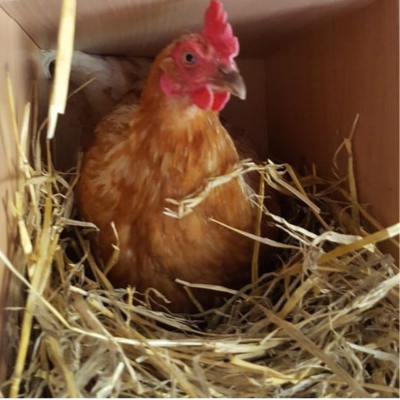 Biokaasulaitoksen kana,joka tuottaa uusiutuvaa energiaa.