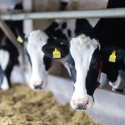 Biokaasulaitos tuottaa uusiutuvaa energiaa